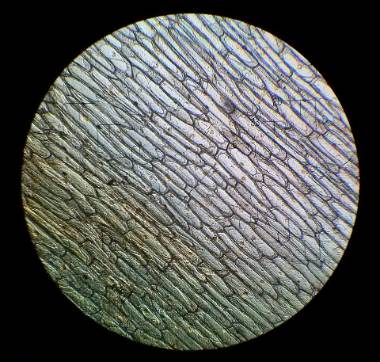 Cellules d'épiderme d'oignon observées au microscope optique
