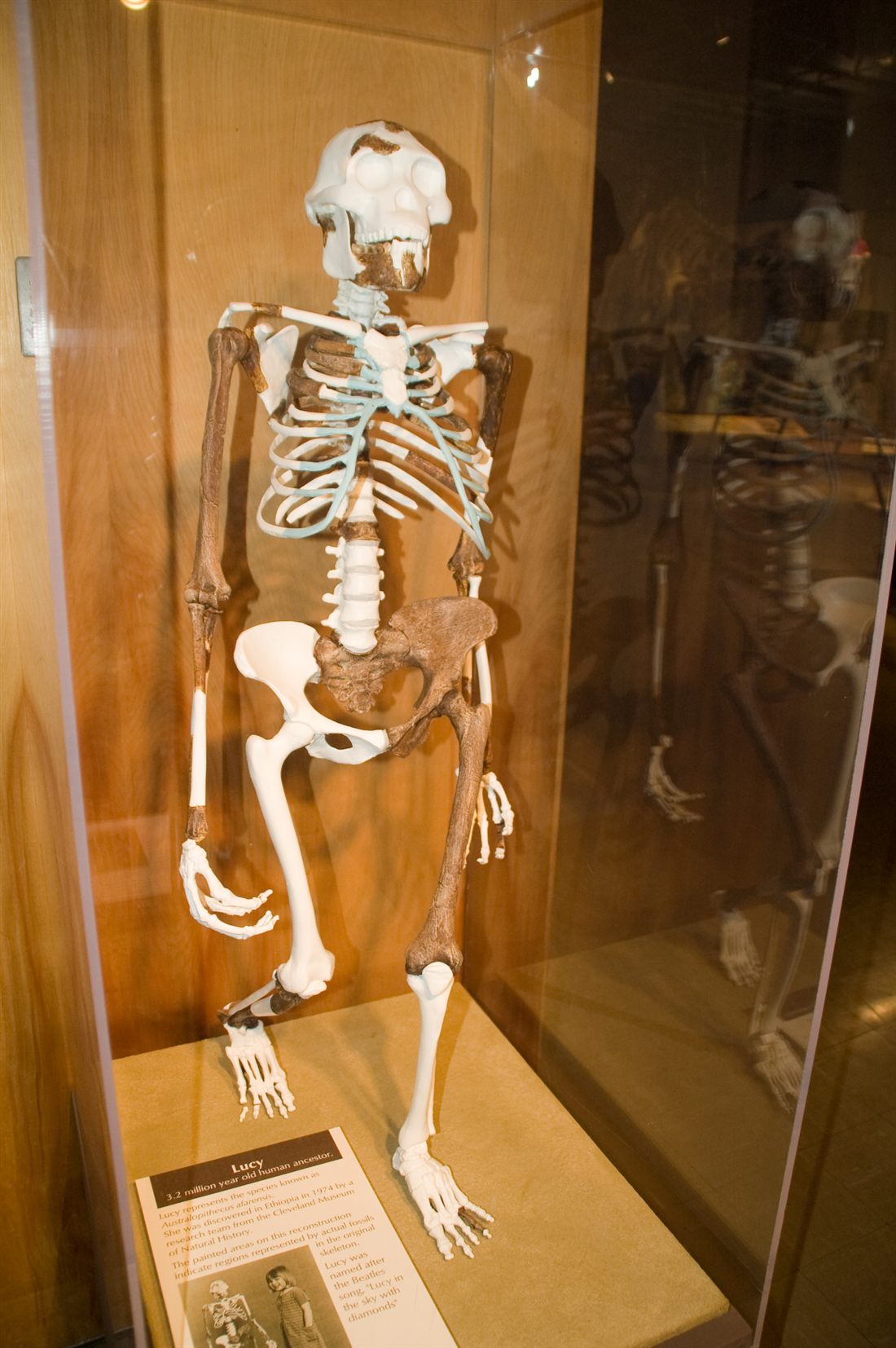 Squelette reconstitue de Lucy, un Australopithecus afarensis vieux de 3,2 millions d'années.